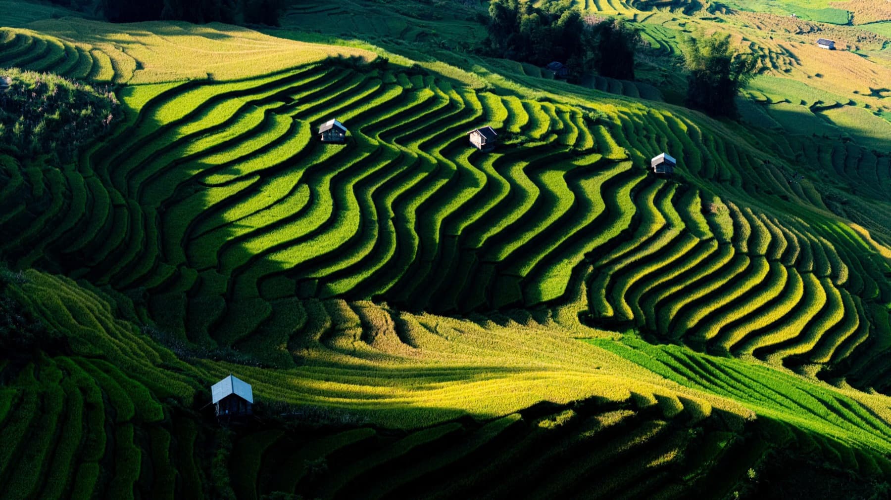 Khoảnh khắc mùa vàng 2