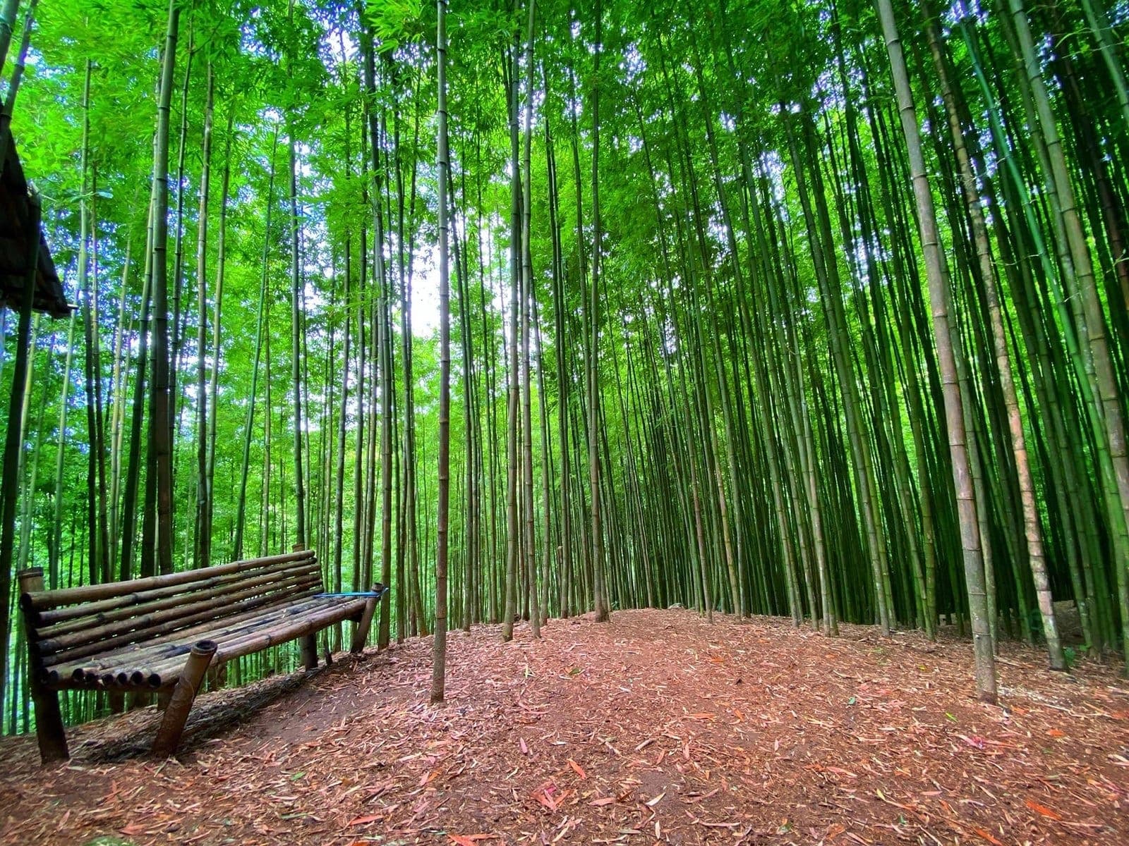 Forêt de bambous de Háng Sung, près de Mù Cang Chải
