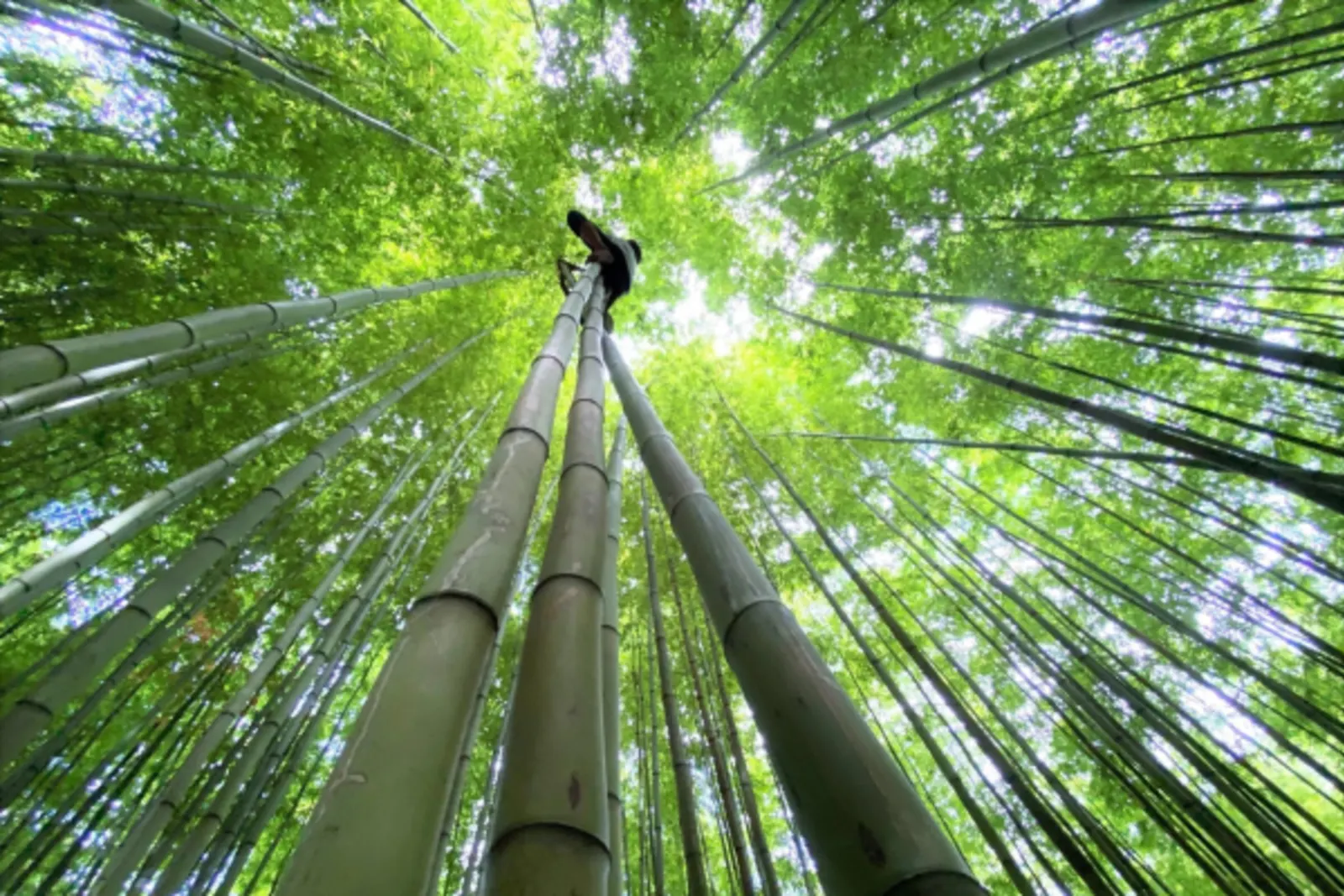 Forêt de bambous de Púng Luông : accès et conseils